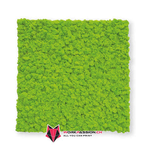 Liche stabilizzato in lastra adeiva (50X50cm) - WORKPASSION