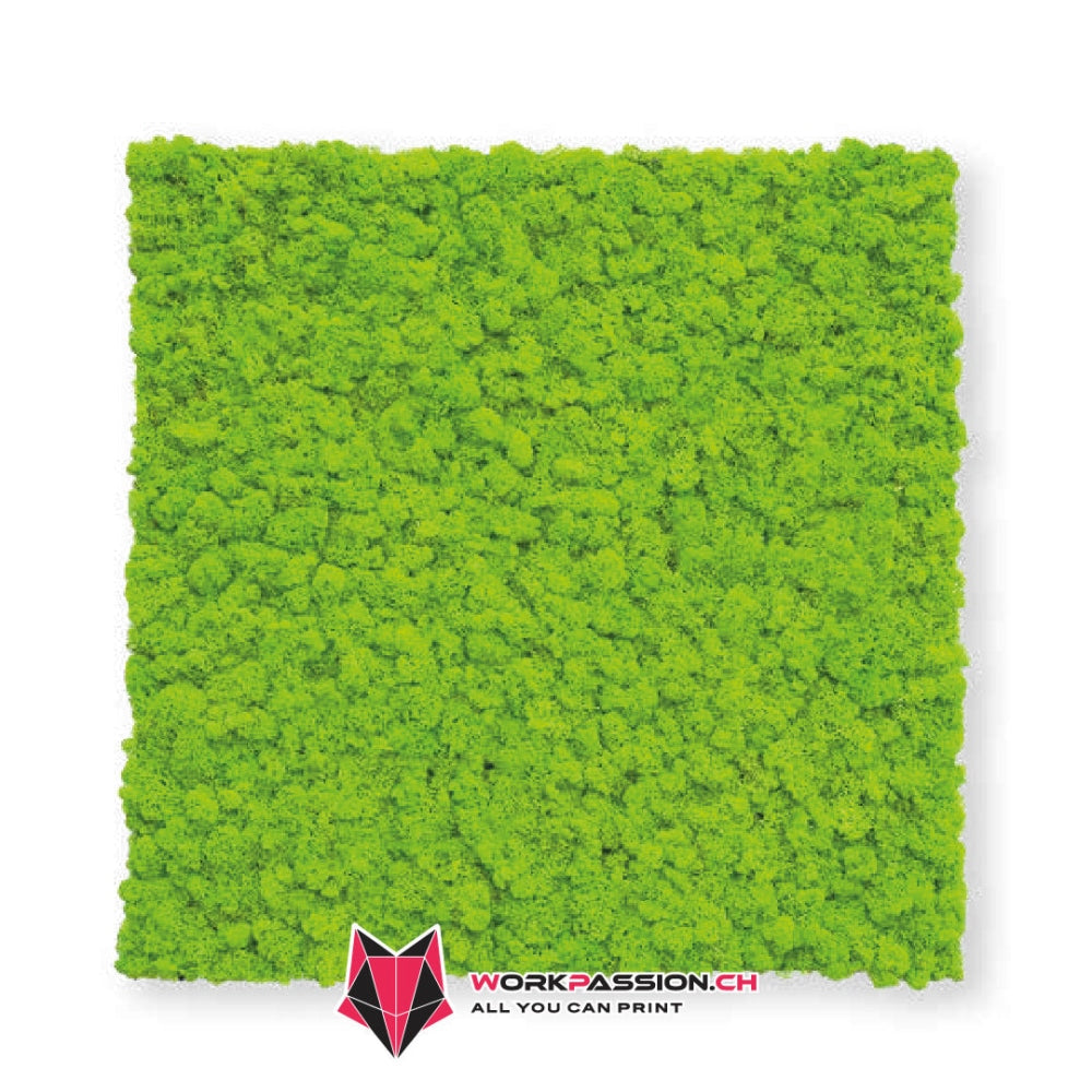 Liche stabilizzato in lastra adeiva (50X50cm) - WORKPASSION