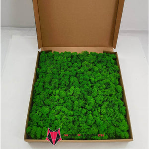 Lichene stabilizzato in lastra adesiva (50X50cm) Premium - WORKPASSION