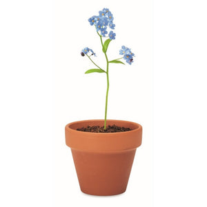 FORGET ME NOT - Legna - TEMPO LIBERO - Midocean - Leisure, Plant, Semi Di Non Ti Scordar Di Me Mo6146