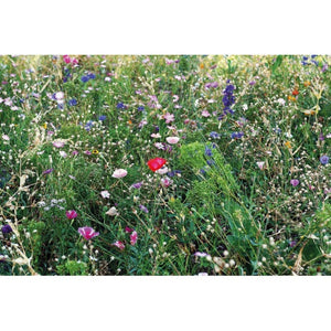 SEEDLOPEBEE - Beige - TEMPO LIBERO - Midocean - Leisure, Plant, Semi Misti Di Fiori In Busta Mo6501