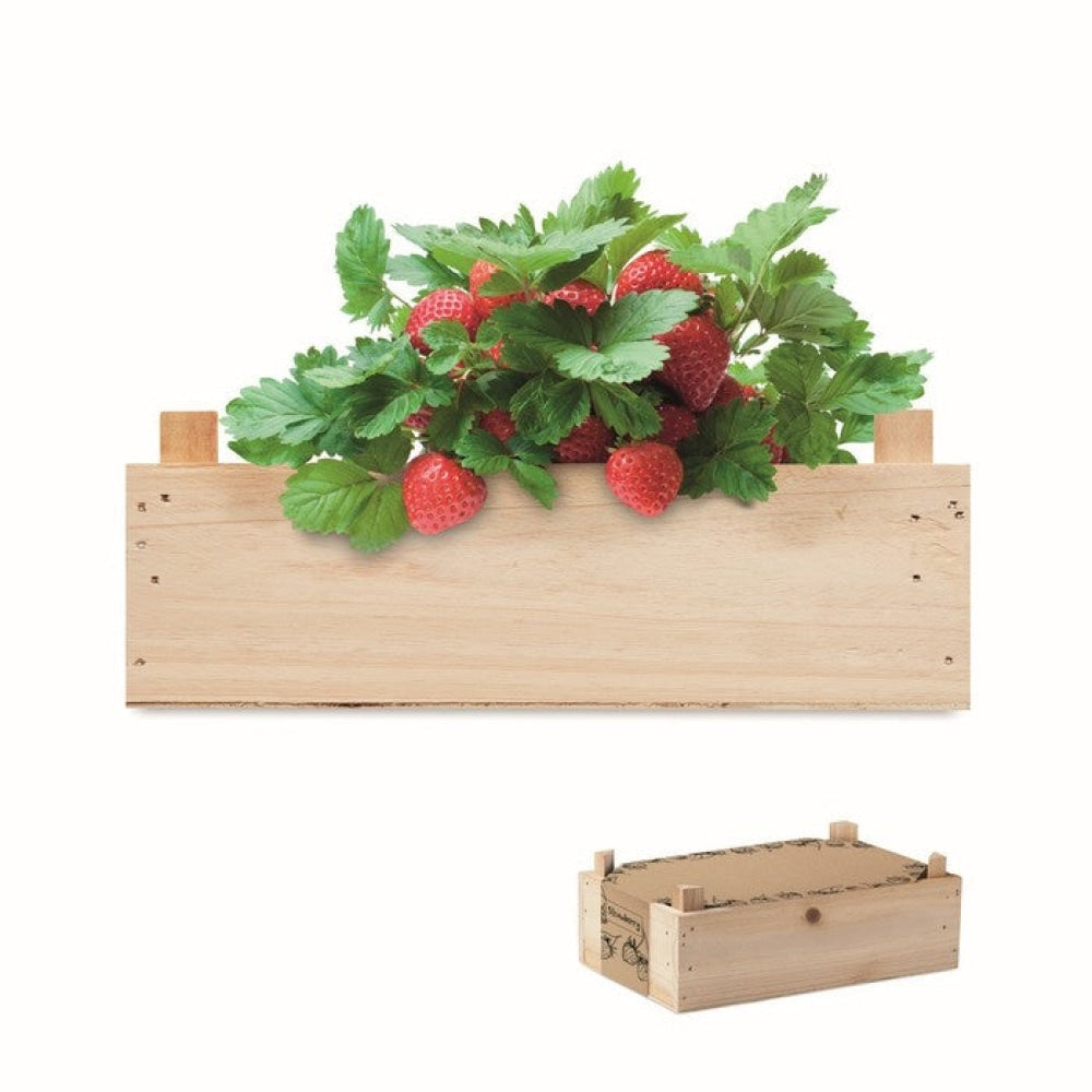 STRAWBERRY - Legna - TEMPO LIBERO - Midocean - Kit Per Coltivare Fragole Mo6506, Leisure, Plant