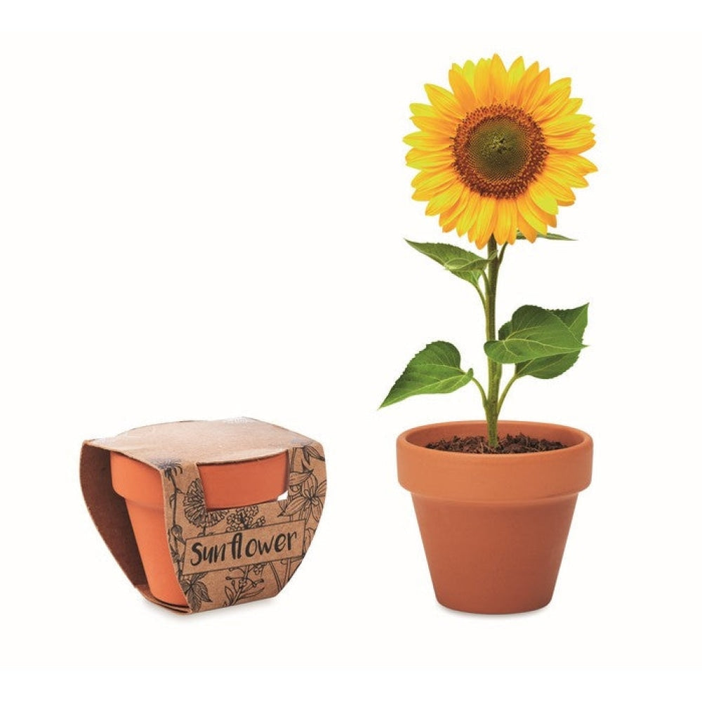 SUNFLOWER - Legna - TEMPO LIBERO - Midocean - Leisure, Plant, Semi Di Girasole Mo6147